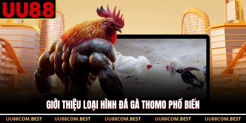 Giới thiệu loại hình đá gà Thomo phổ biến 
